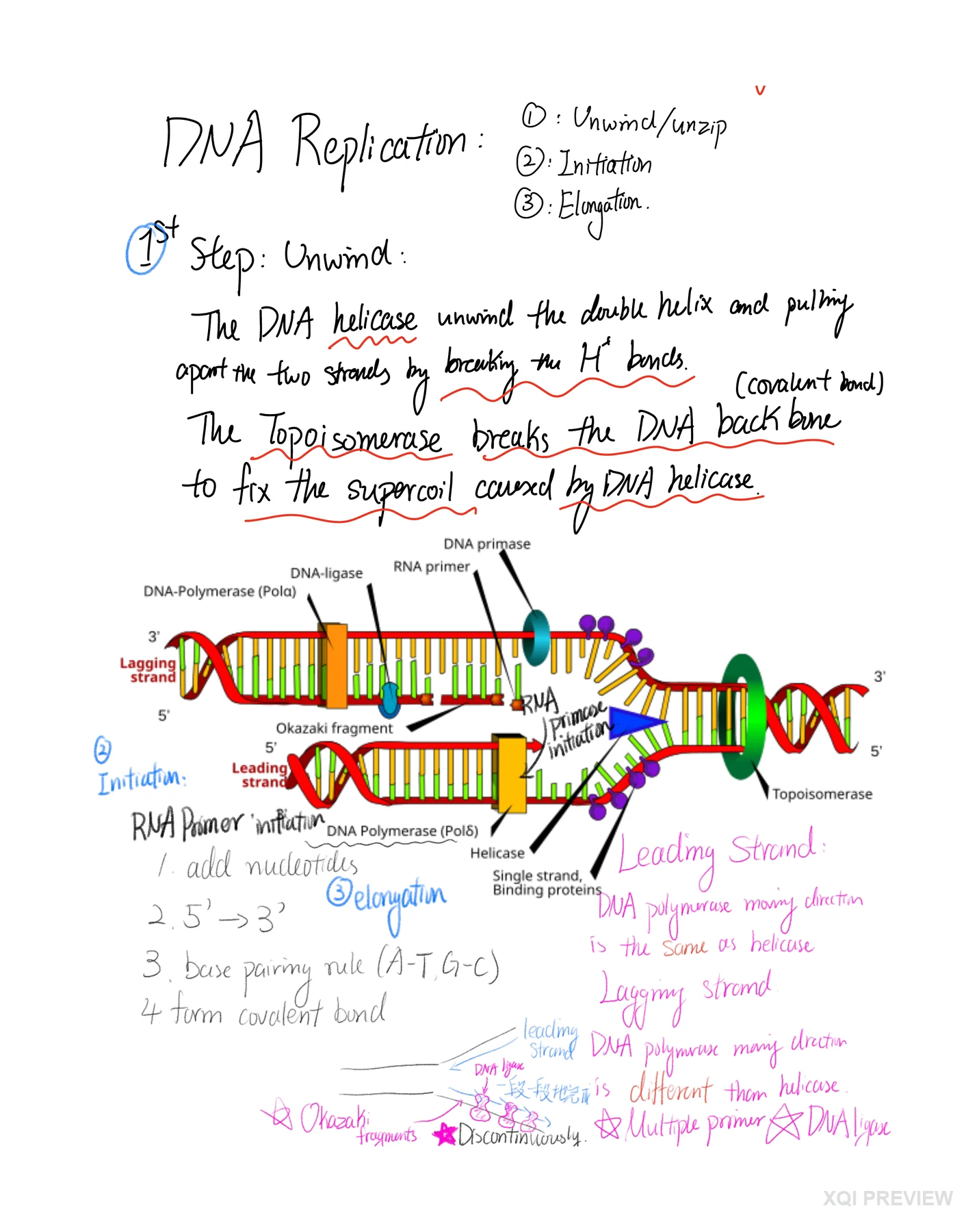 DNA 复制
